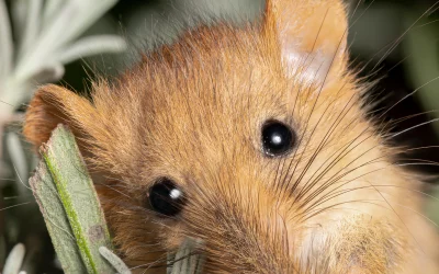 Haselmaus Feinde