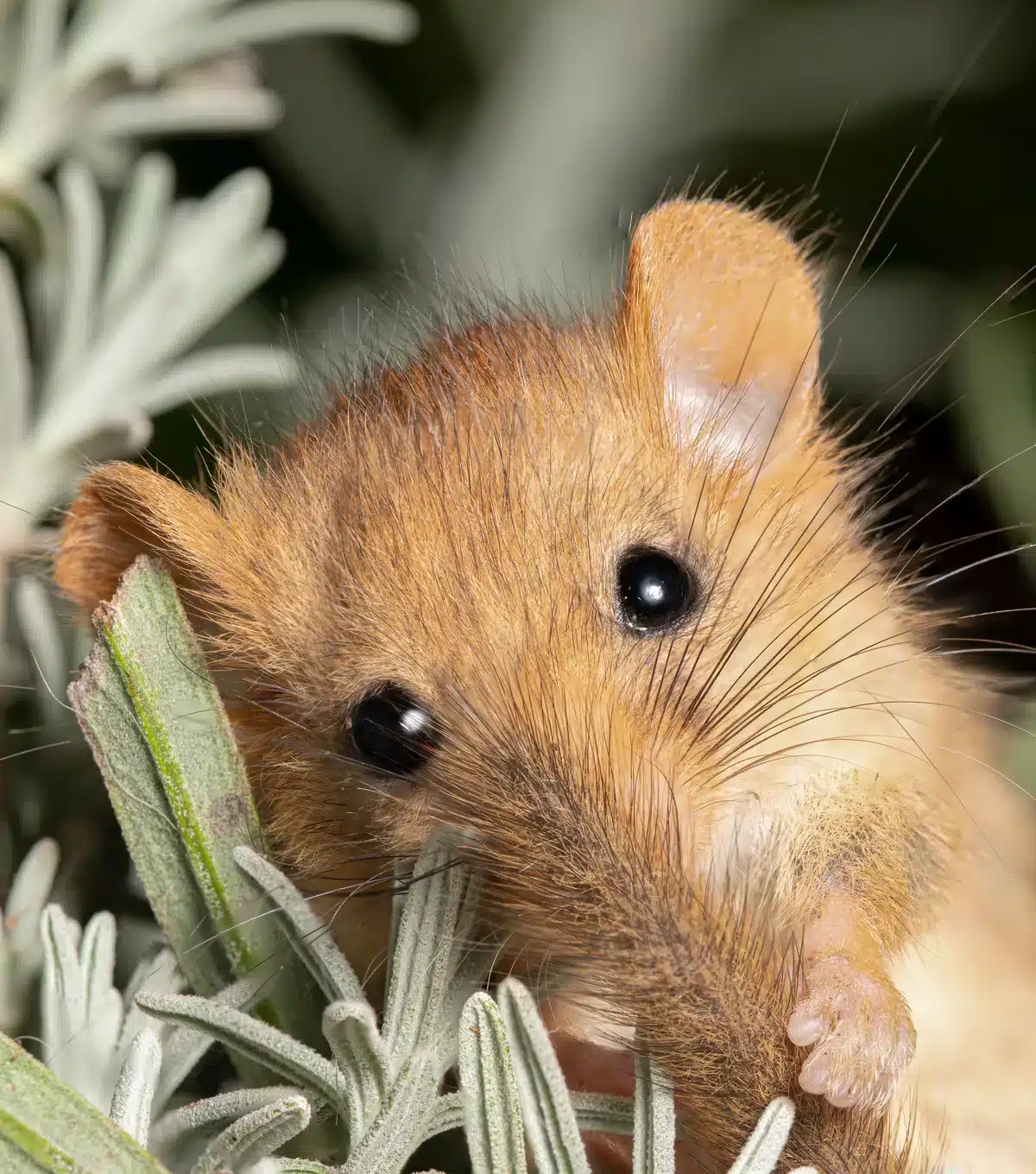 Haselmaus Feinde - Wildtiere in Europa