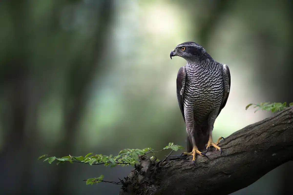 Haselmaus Feinde der Habicht - Wildtiere in Europa