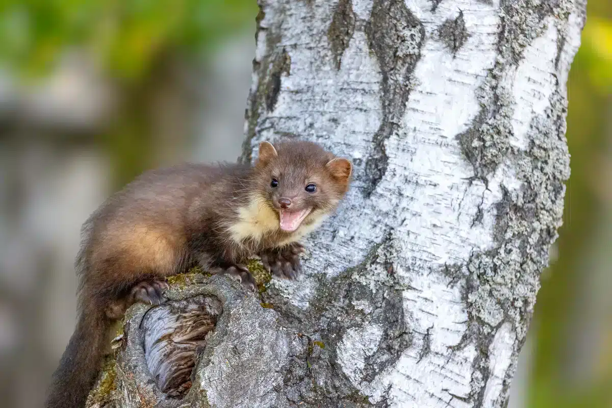 Haselmaus Feinde der Marder - Wildtiere in Europa