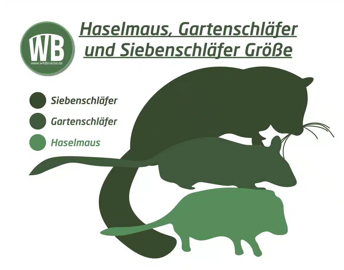 Haselmaus, Gartenschläfer und Siebenschläfer Größe - Wildtiere in Europa Haselmaus, Gartenschläfer und Siebenschläfer Größe - Wildtiere in Europa
