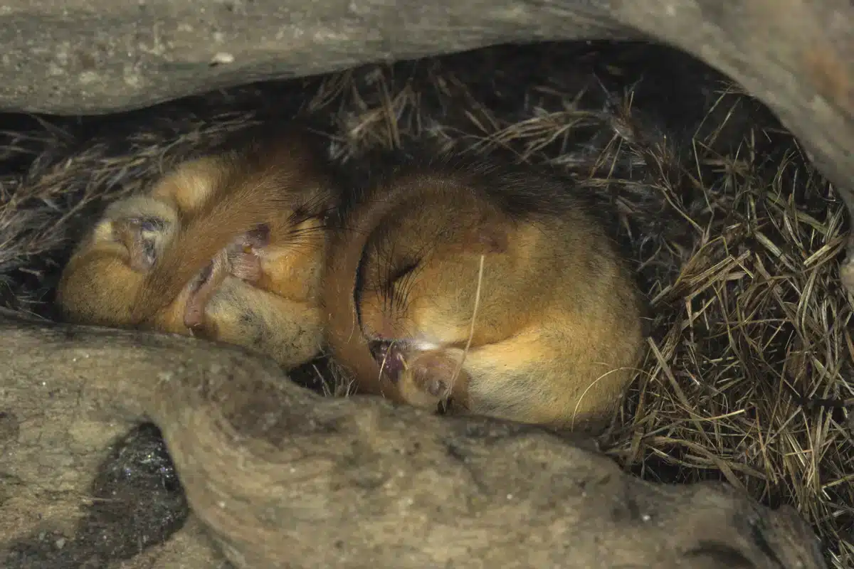 Haselmaus Gruppe beim Winterschlaf - Wildtiere in Europa