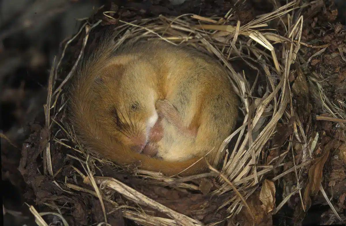 Haselmaus Winterschlaf - Wildtiere in Europa Haselmaus Winterschlaf - Wildtiere in Europa