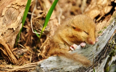 Haselmaus schläft – Schlafgewohnheiten und Winterschlaf