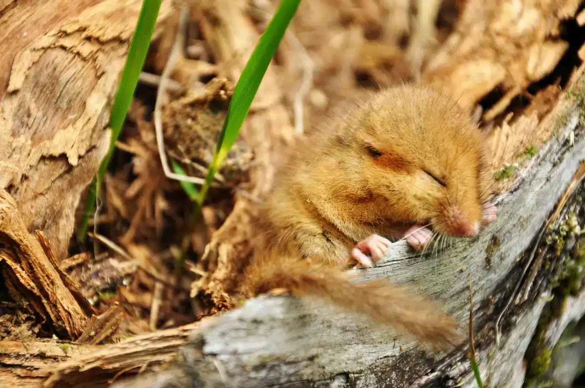 Haselmaus schläft - Wildtiere in Europa Haselmaus schläft - Wildtiere in Europa