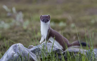 Hermelin als Haustier – Zwischen Wildnis und Domestikation