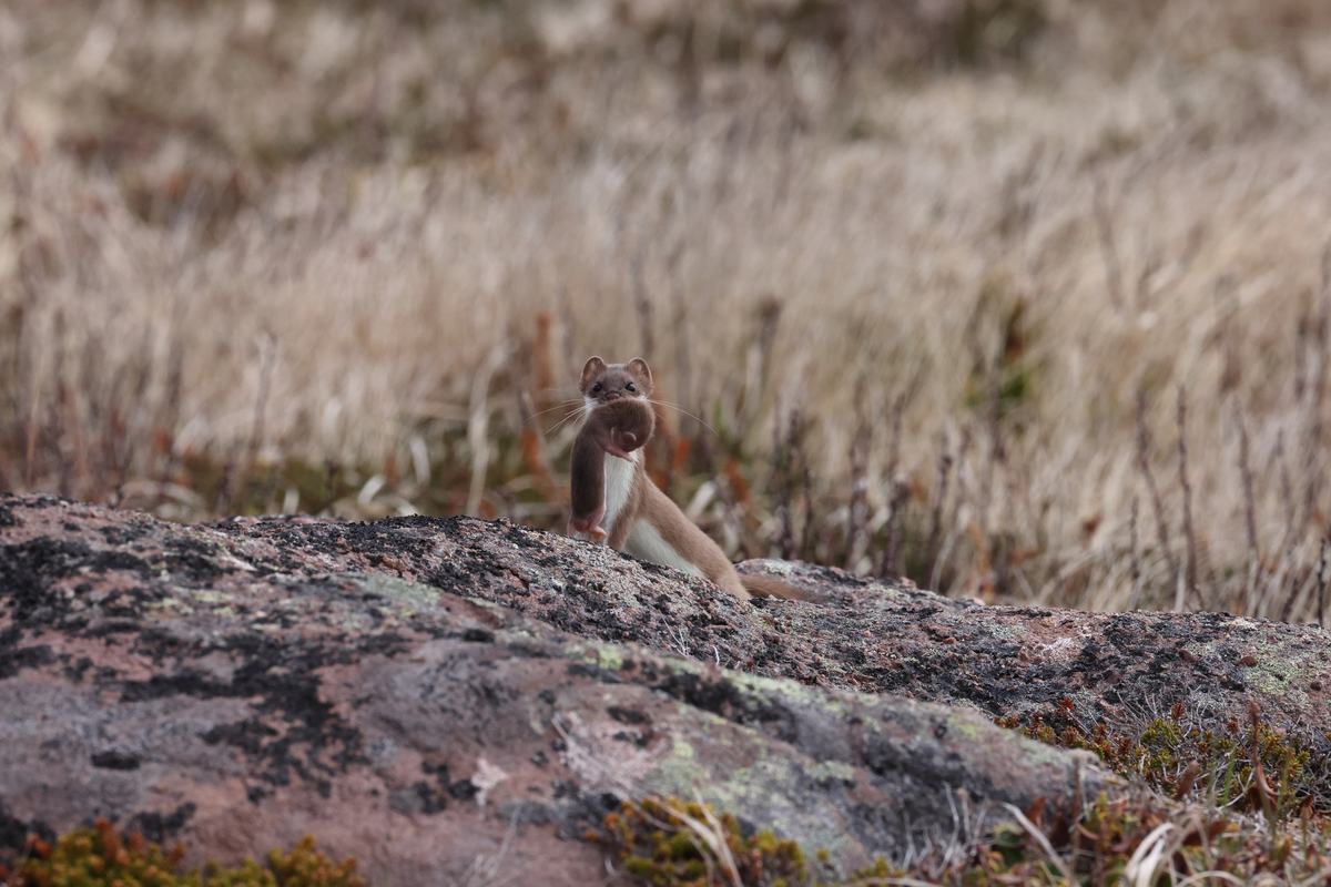 Hermelin transportier sein Baby - Wildtiere in Europa