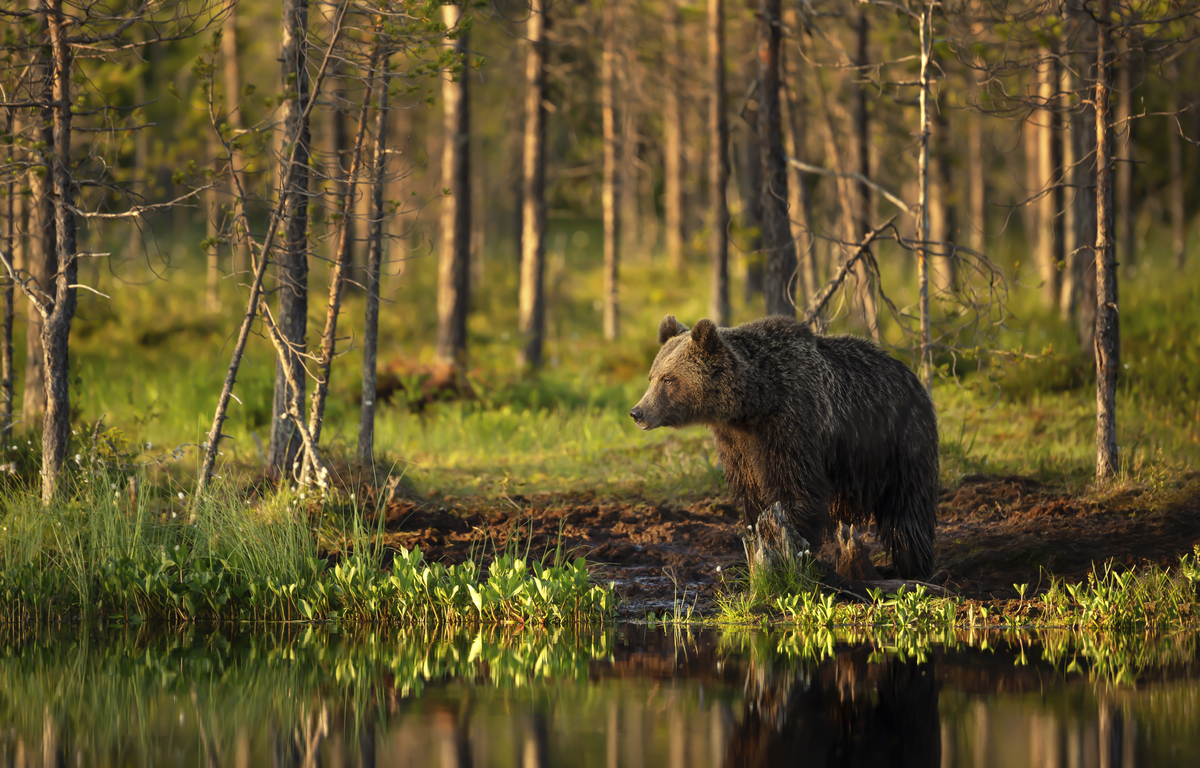 Ist der Braunbär gefährlich - Wildtiere in Europa