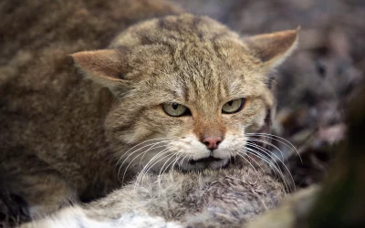 Sind Wildkatzen gefährlich? – Mythen und Realität im Überblick