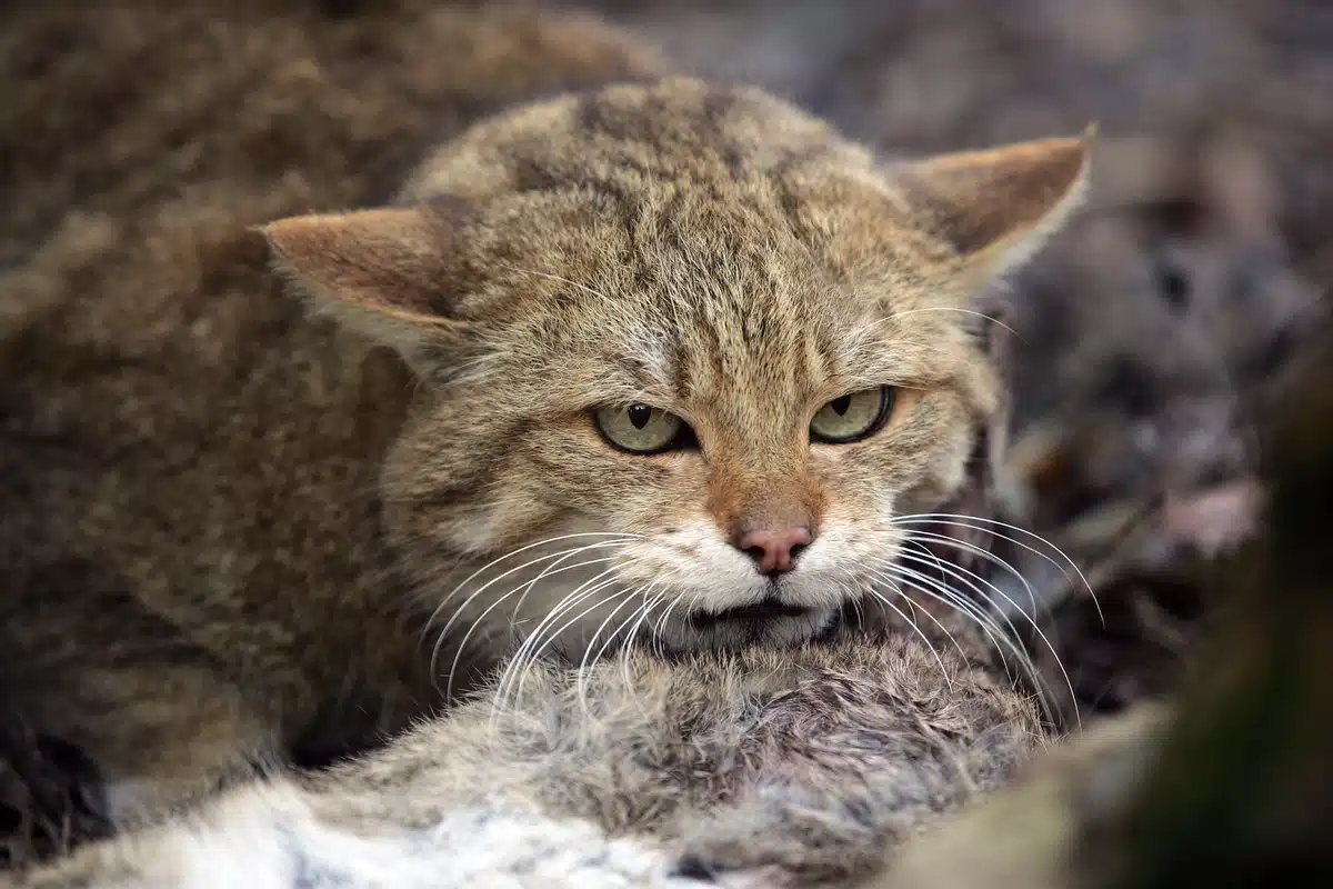 Ist die Wildkatze gefährlich - Wildtiere in Europa Ist die Wildkatze gefährlich - Wildtiere in Europa