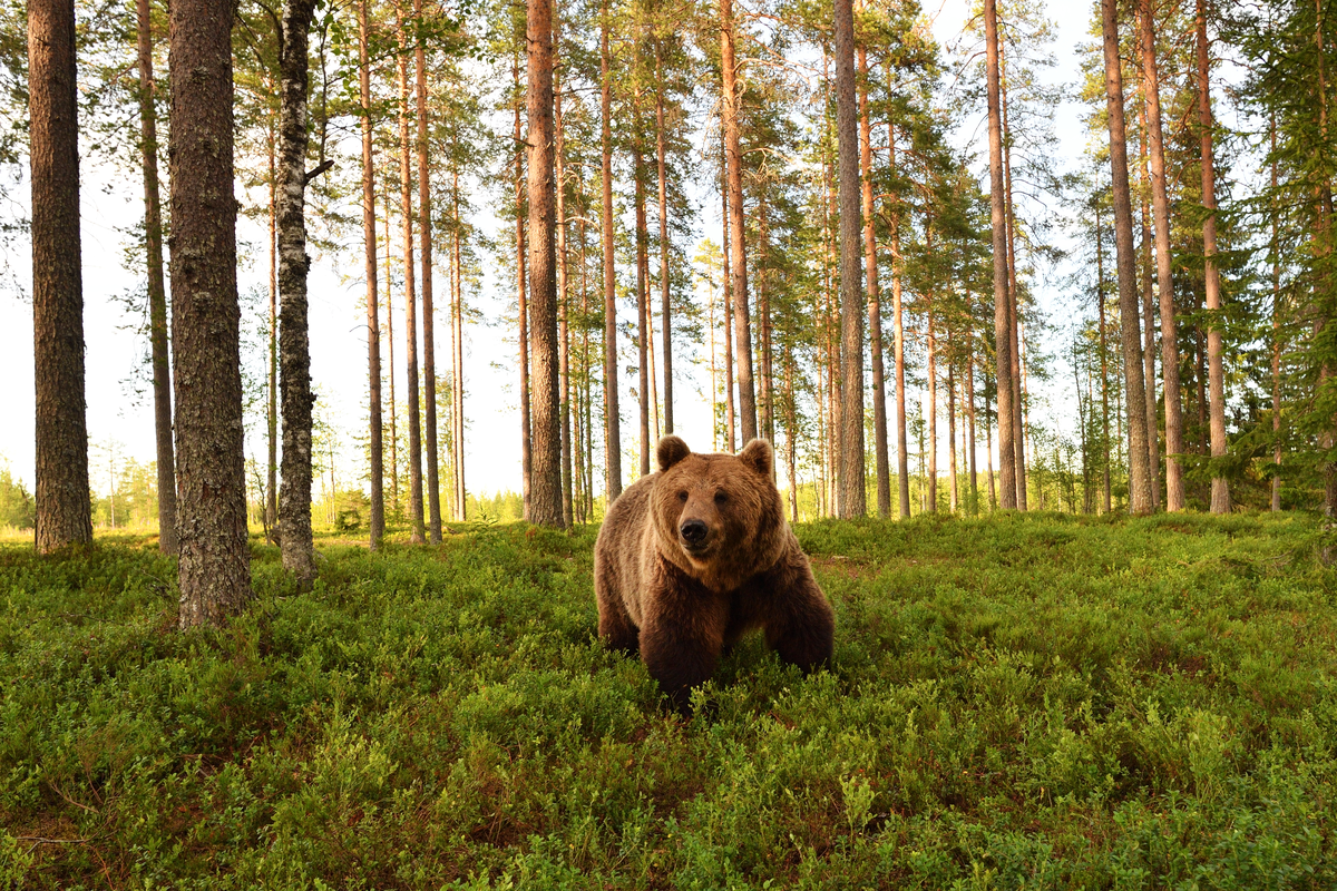Lebensraum Braunbär- Wildtiere in Europa