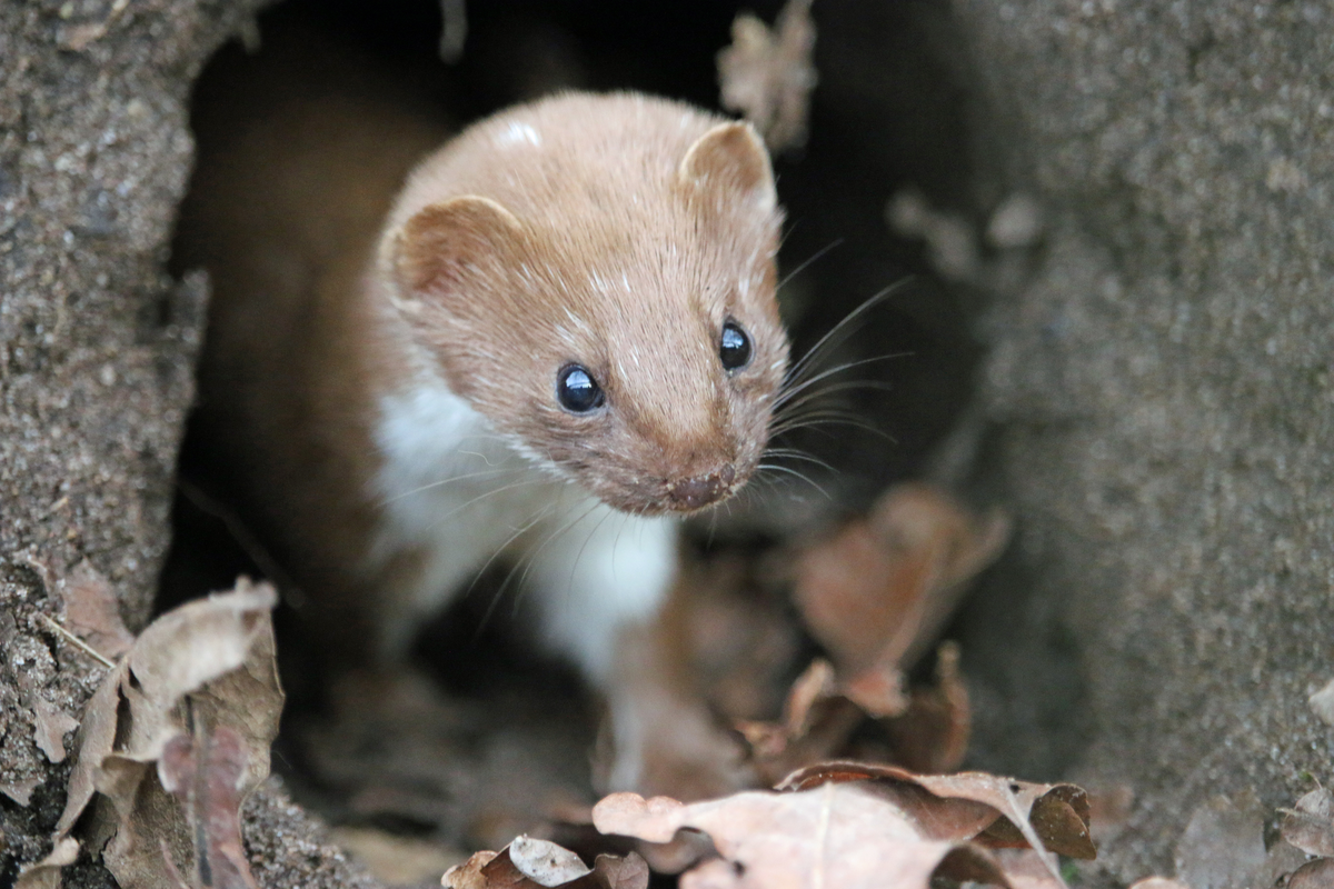 Mauswiesel Bau - Wildtiere in Europa