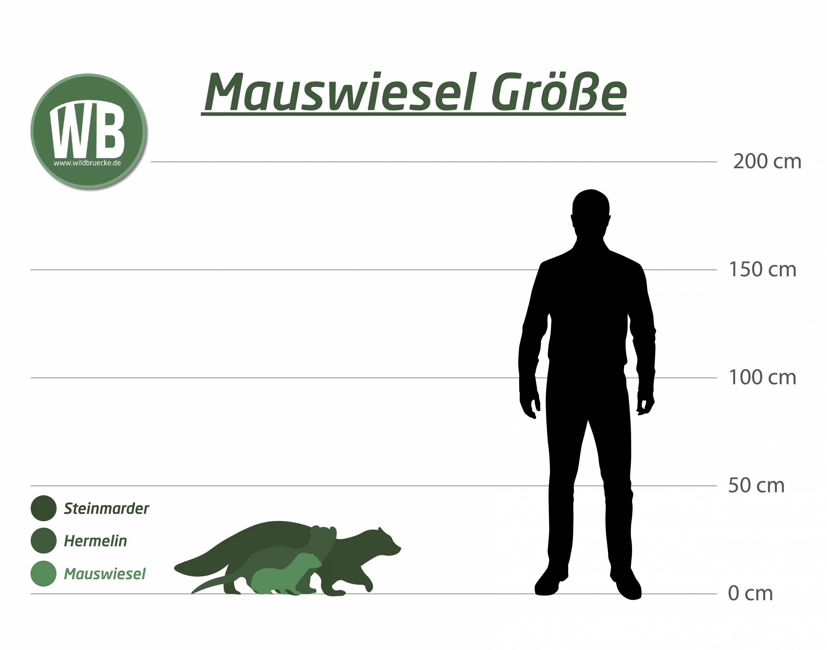 Mauswiesel Größe zum Menschen - Wildtiere in Europa