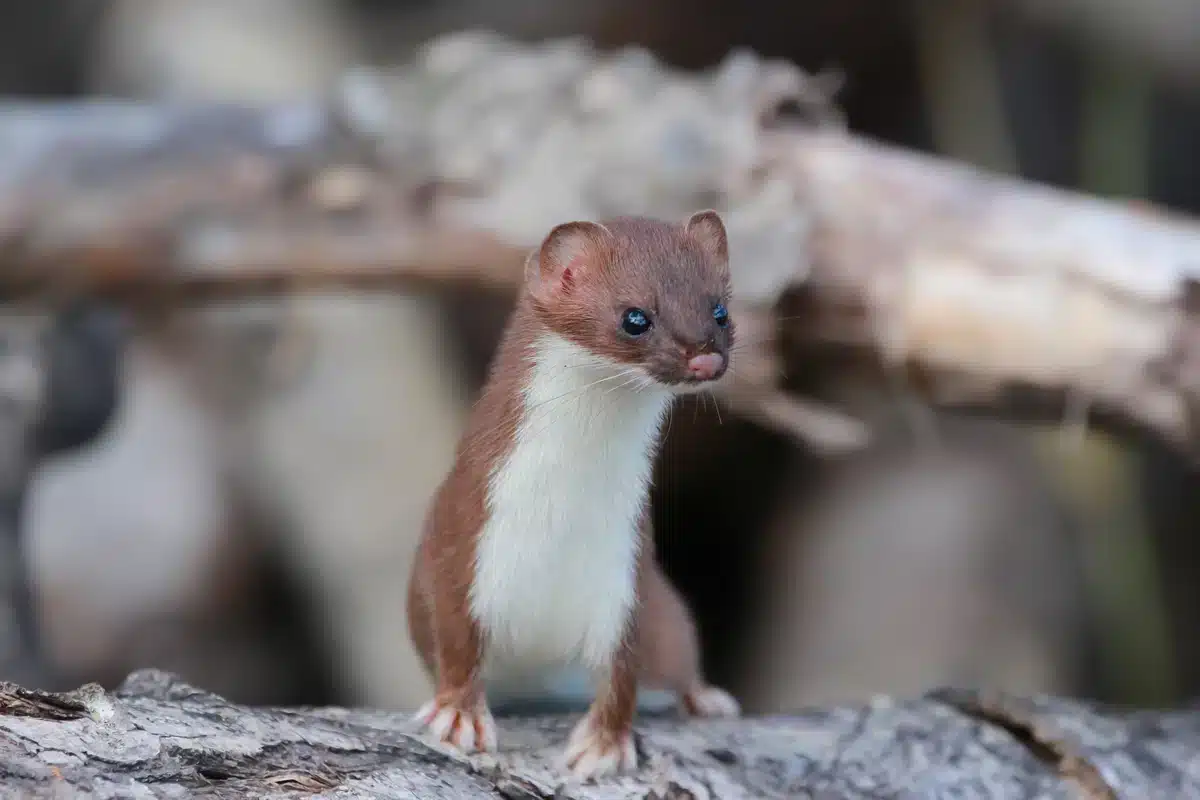 Mauswiesel Lebensraum Wald - Wildtiere in Europa