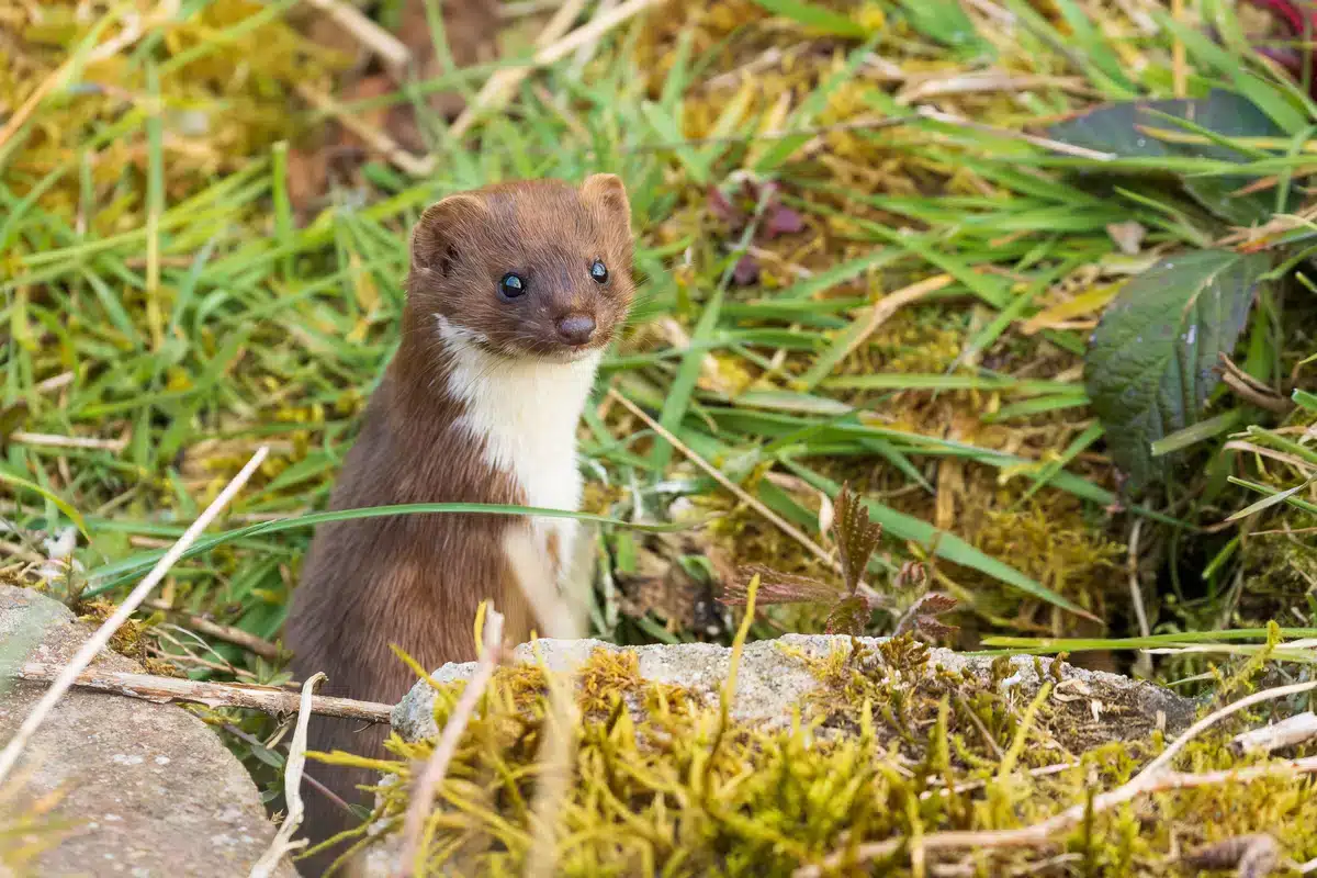 Mauswiesel Lebensraum - Wildtiere in Europa