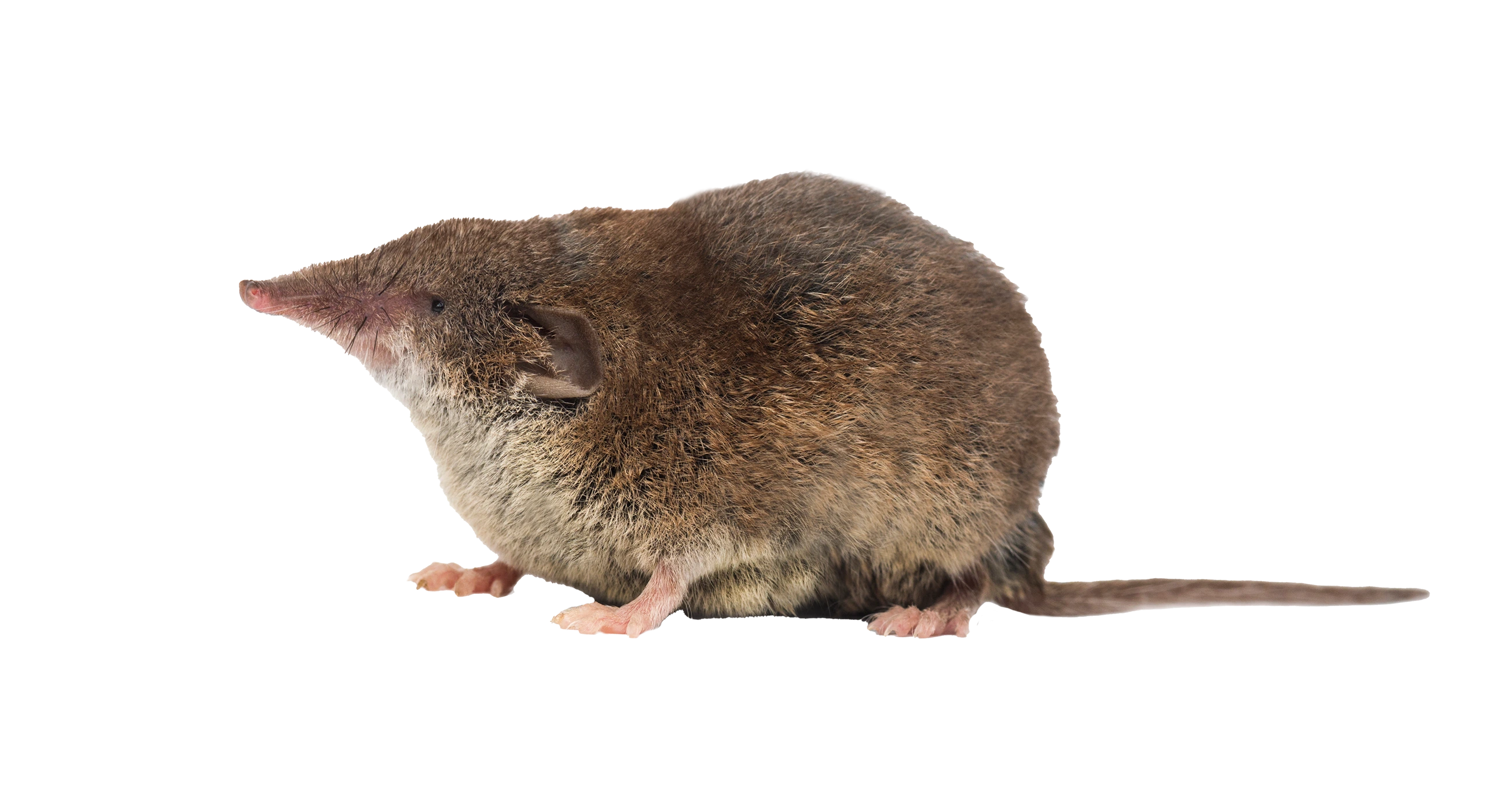 Mauswiesel Nahrung Spitzmaus - Wildtiere in Europa