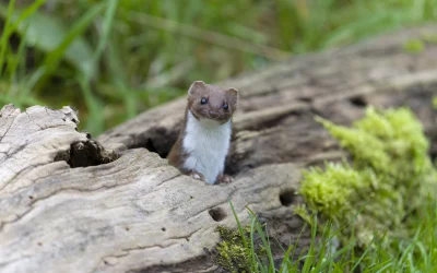 Mauswiesel im Garten – Erkennen, Verhalten und Nutzen