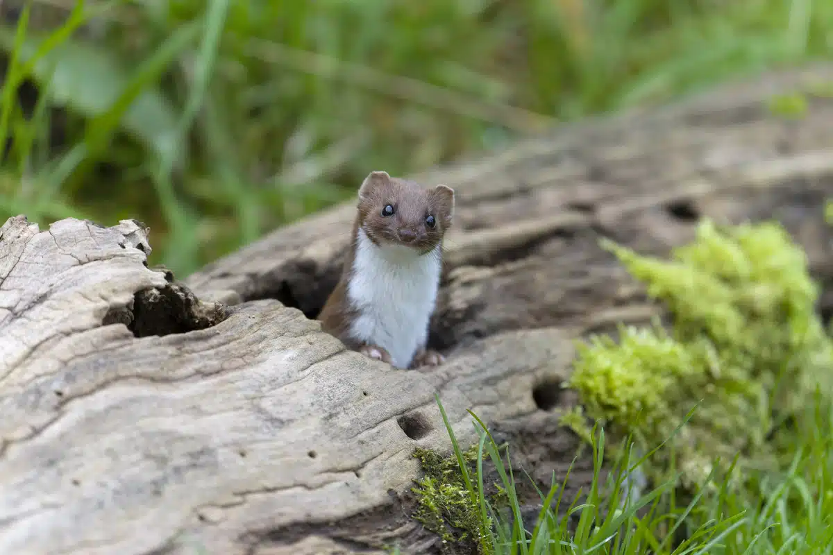 Mauswiesel im Garten - Wildtiere in Europa