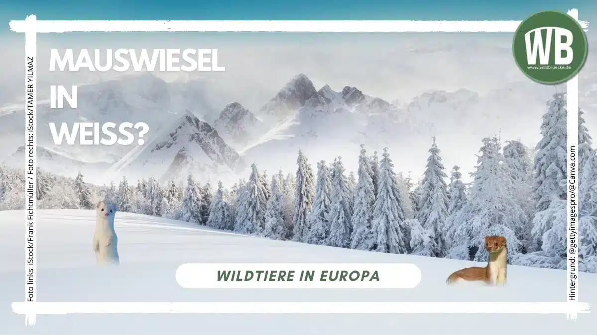 Mauswiesel in weiß - Wildtiere in Europa Mauswiesel in weiß - Wildtiere in Europa