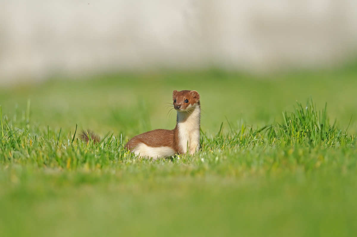 Mauswiesel sind Wildtiere und keine Haustiere - Wildtiere in Europa