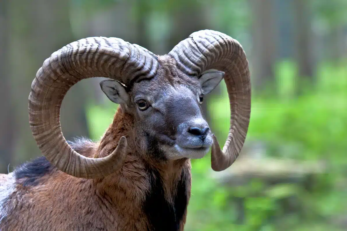 Mufflon Verbreitung Deutschland Karte - Wildtiere in Europa