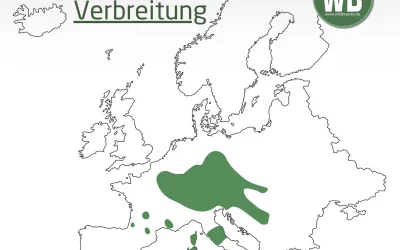 Mufflon Verbreitung Deutschland Karte – Wo lebt das Wildschaf?