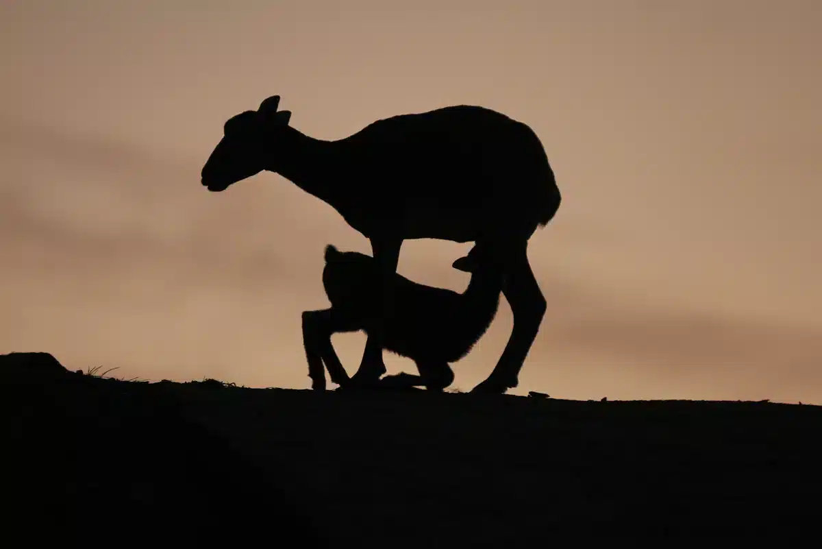 Mufflon Weibchen Silhouette - Wildtiere in Europa