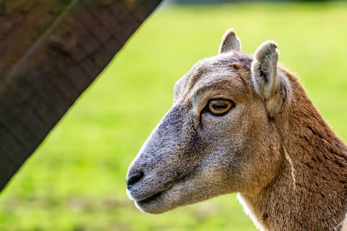 Mufflon Weibchen im Porträt - Wildtiere in Europa