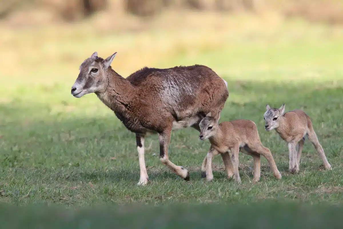 Mufflon Weibchen mit Lämmer - Wildtiere in Europa Mufflon Weibchen mit Lämmer - Wildtiere in Europa