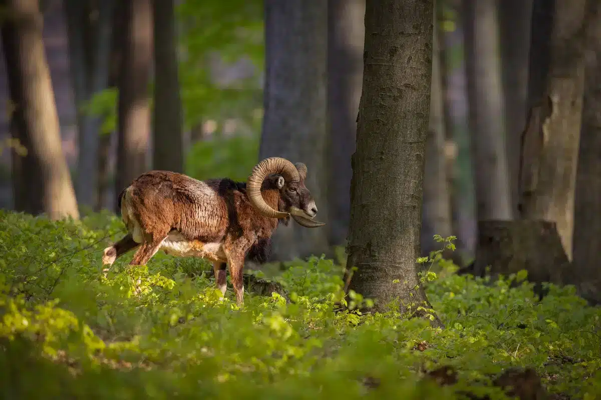 Mufflon die wilden Schafe - Wildtiere in Europa