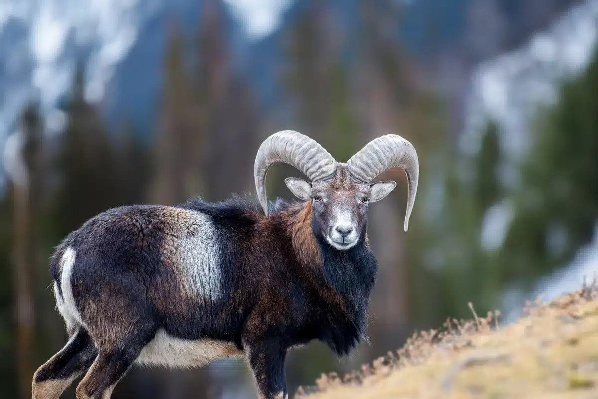 Mufflon in Deutschland - Wildtiere in Europa