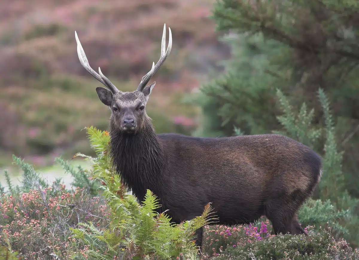 Sikwaild Damwild Unterschied - Sikawild - Wildtiere in Europa