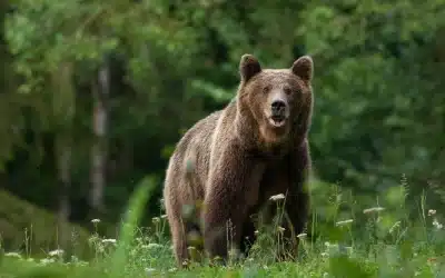 Braunbär im Oberallgäu – Ein seltener Besucher in den Alpenwäldern