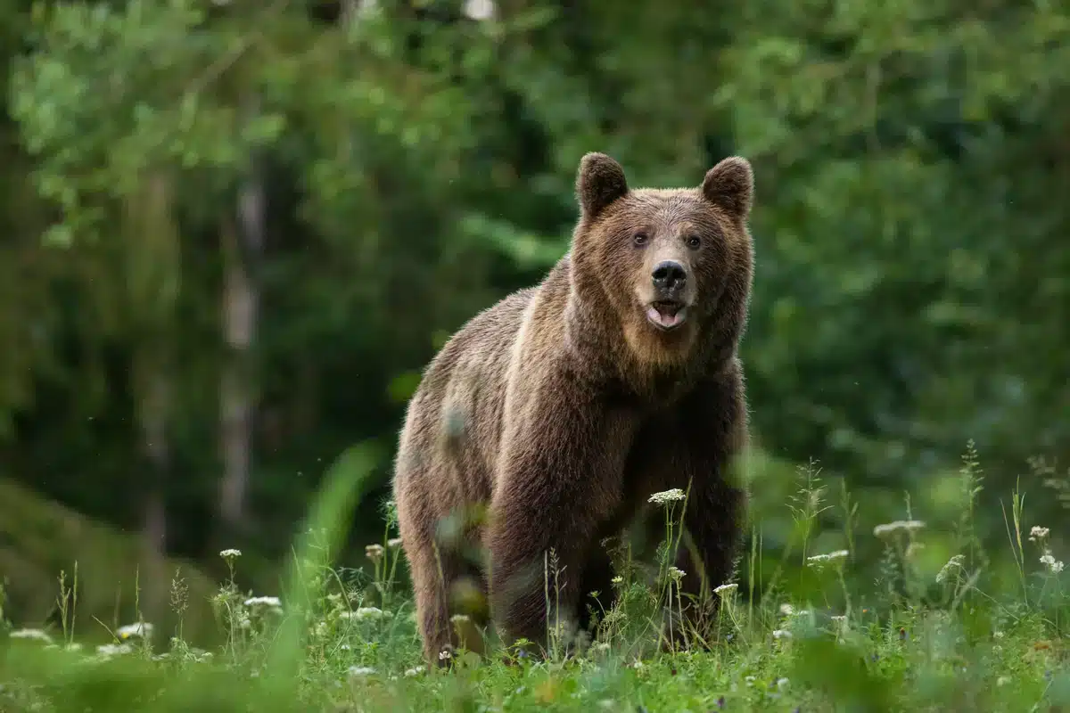 Symbolbild Braunbär im Ostallgäu - Wildtiere in Europa