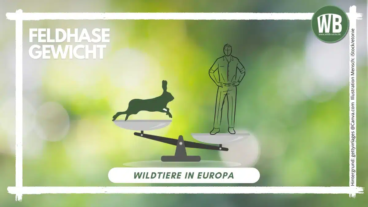 Teaserbild Feldhase Gewicht - Wildtiere in Europa Teaserbild Feldhase Gewicht - Wildtiere in Europa