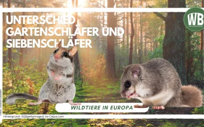 Unterschied Gartenschläfer und Siebenschläfer – Ein detaillierter Vergleich