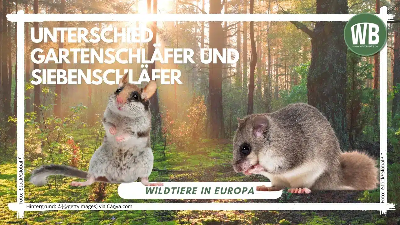 Teaserbild-Gartenschläfer-und-Siebenschläfer - Wildtiere in Europa