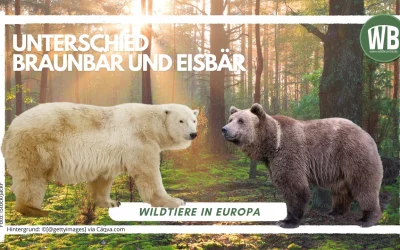 Unterschied Braunbär und Eisbär – Ein umfassender Vergleich