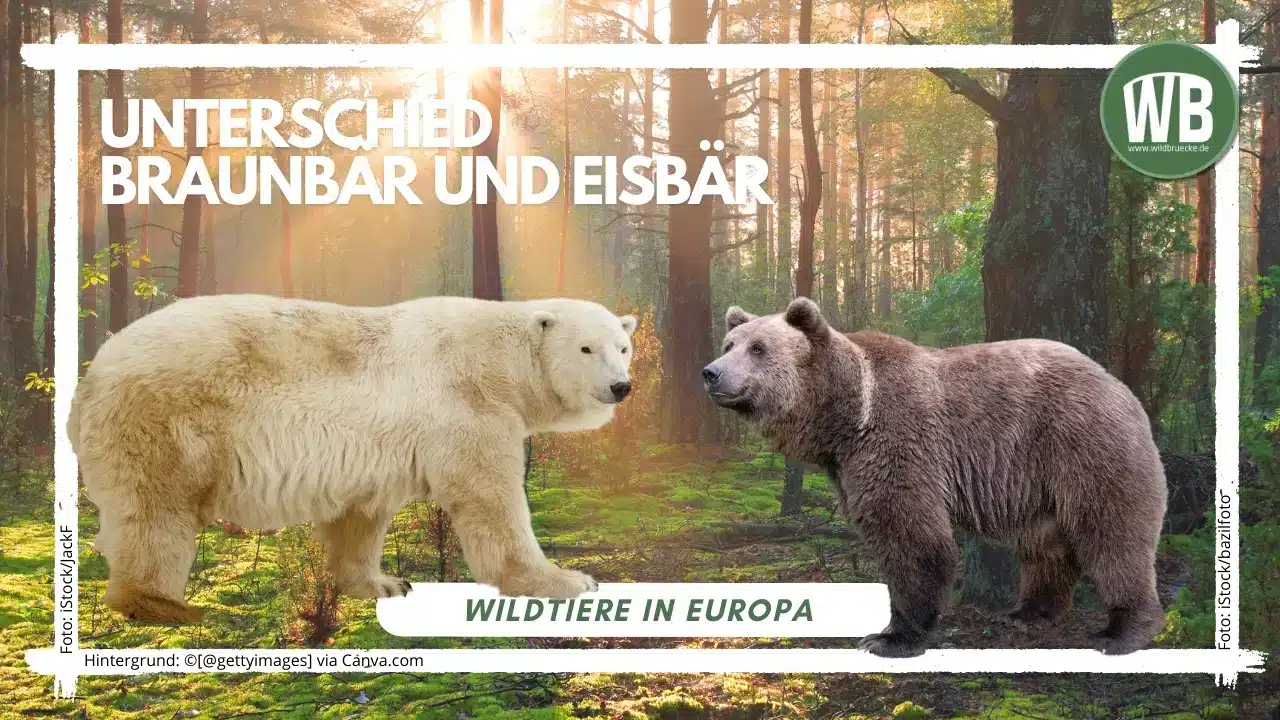 Teaserbild-Unterschied-BraunbÀr-und-EisbÀr- - Wildtiere in Europa Teaserbild-Unterschied-BraunbÀr-und-EisbÀr- - Wildtiere in Europa