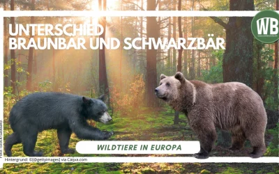 Unterschied zwischen Braunbär und Schwarzbär – Ein umfassender Vergleich