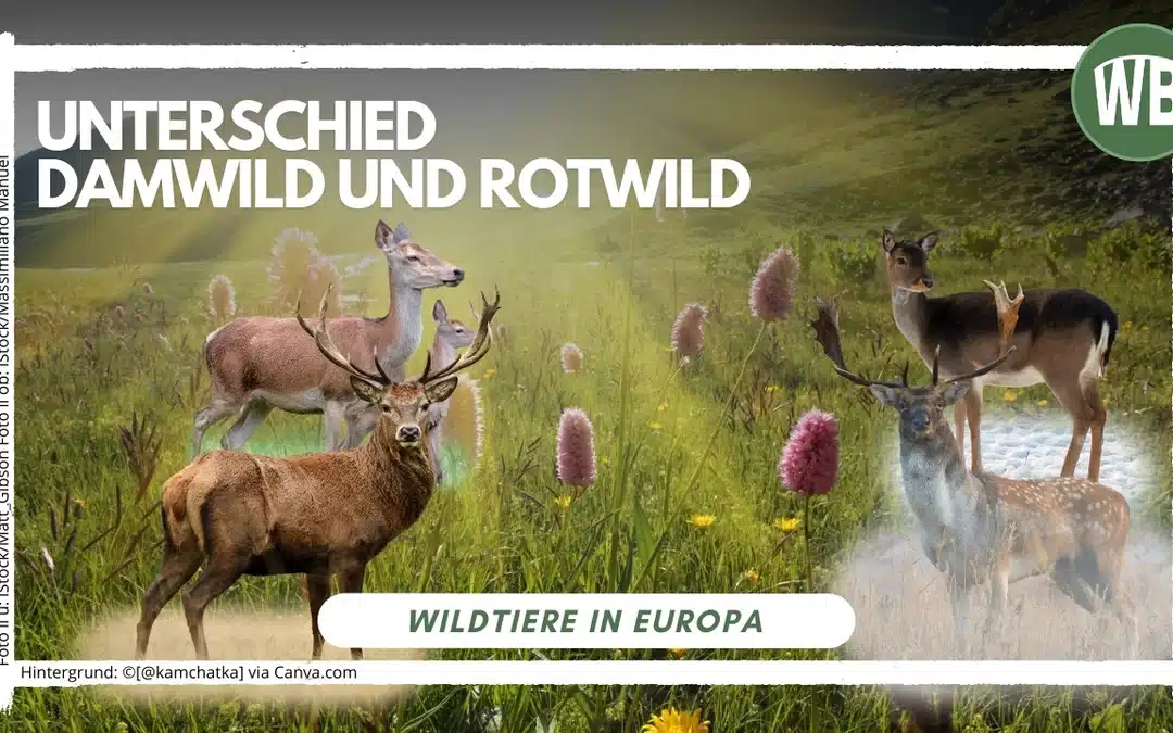 Unterschied Damwild und Rotwild – Ein detaillierter Vergleich