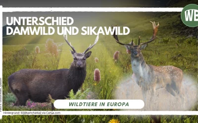 Sikawild Damwild Unterschied – Ein detaillierter Vergleich