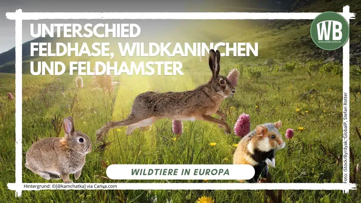 _Teaserbild Unterschied Feldhase, Wildkaninchen und Feldhamster - Wildtiere in Europa