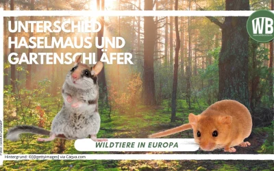 Unterschied Haselmaus und Gartenschläfer