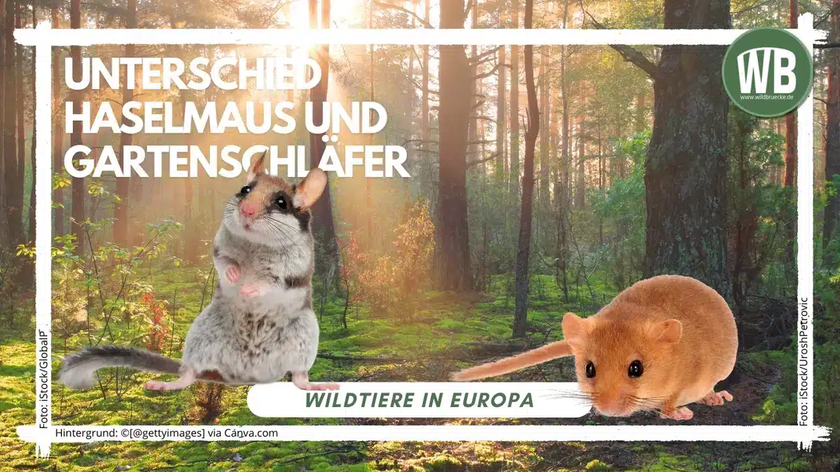 Teaserbild Unterschied Gartenschläfer und Haselmaus - Wildtiere in Europa Teaserbild Unterschied Gartenschläfer und Haselmaus - Wildtiere in Europa