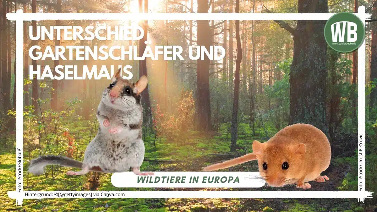 Teaserbild Unterschied Gartenschläfer und Haselmaus - Wildtiere in Europa Teaserbild Unterschied Gartenschläfer und Haselmaus - Wildtiere in Europa