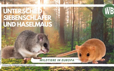 Unterschied Siebenschläfer und Haselmaus
