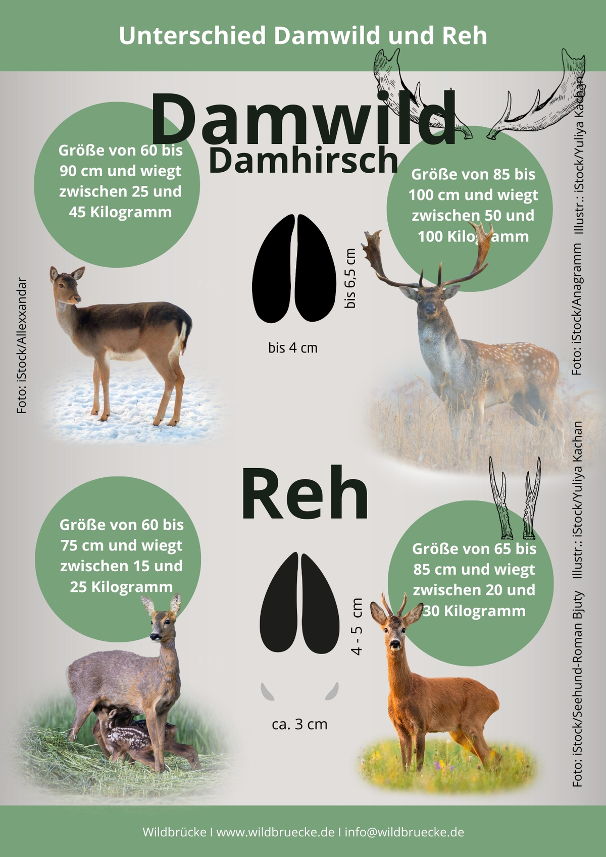 Unterschied Damwild und Reh- Wildtiere in Europa