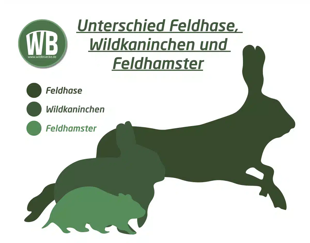 Unterschied Feldhase, Wildkaninchen und Feldhamster Größe - Wildtiere in Europa