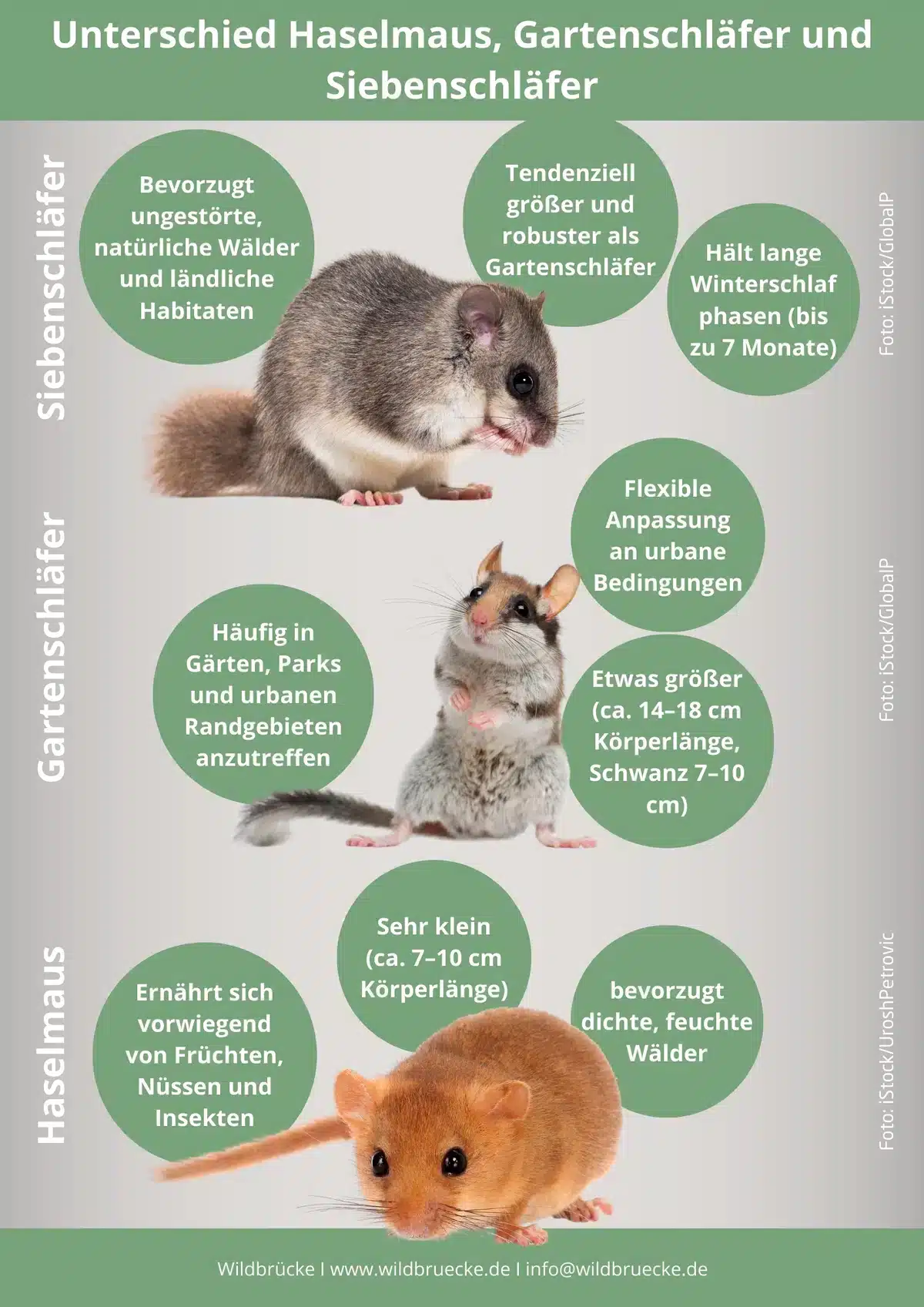 Unterschied Haselmaus, Gartenschläfer und Siebenschläfer - Wildtiere in Europa